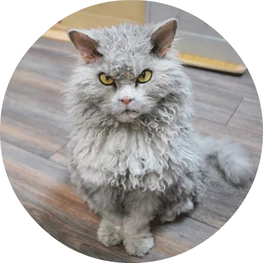 🐱 Стикер «Котики и Кошечки» для Telegram