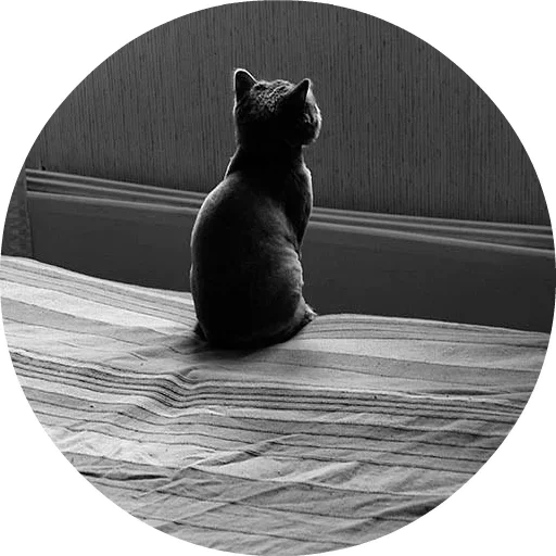 🐱 Стикер «Котики и Кошечки» для Telegram