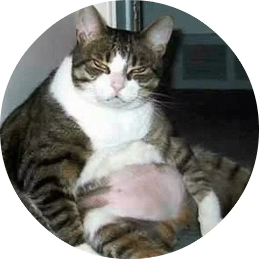 🐱 Стикер «Котики и Кошечки» для Telegram