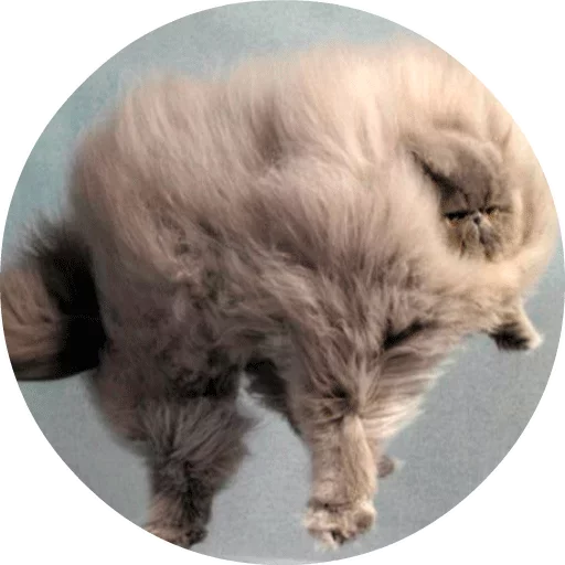 🐱 Стикер «Котики и Кошечки» для Telegram