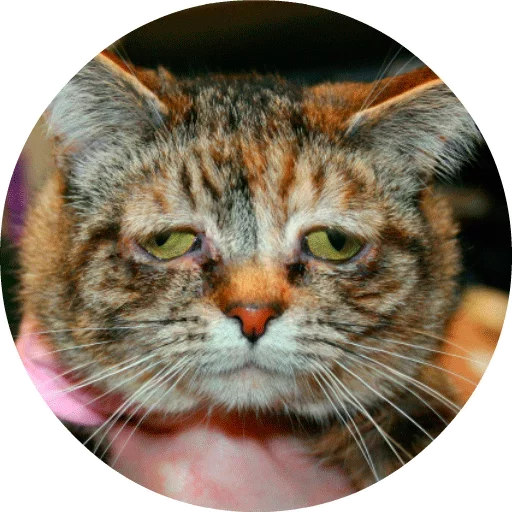 🐱 Стикер «Котики и Кошечки» для Telegram