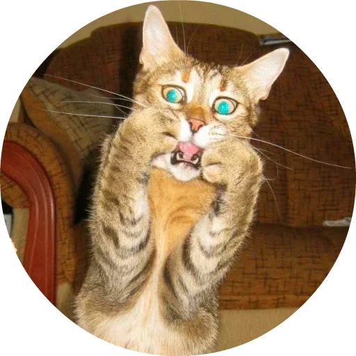 🐱 Стикер «Котики и Кошечки» для Telegram