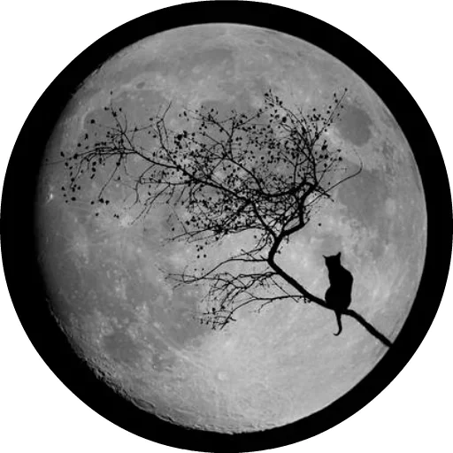 🐱 Стикер «Котики и Кошечки» для Telegram