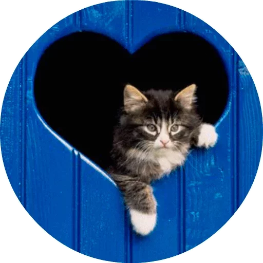 🐱 Стикер «Котики и Кошечки» для Telegram