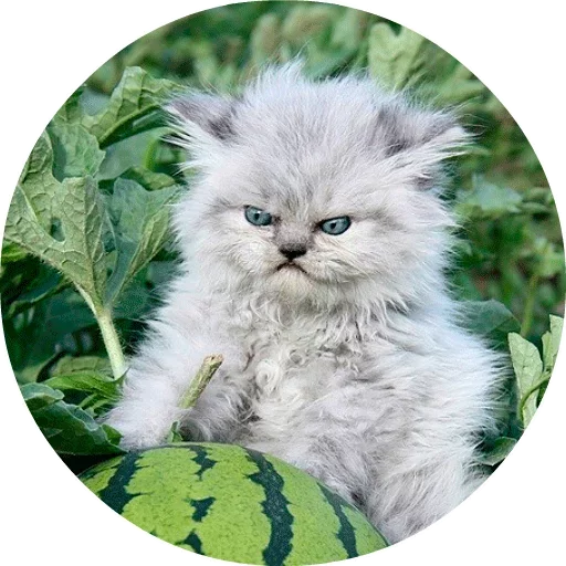 🐱 Стикер «Котики и Кошечки» для Telegram