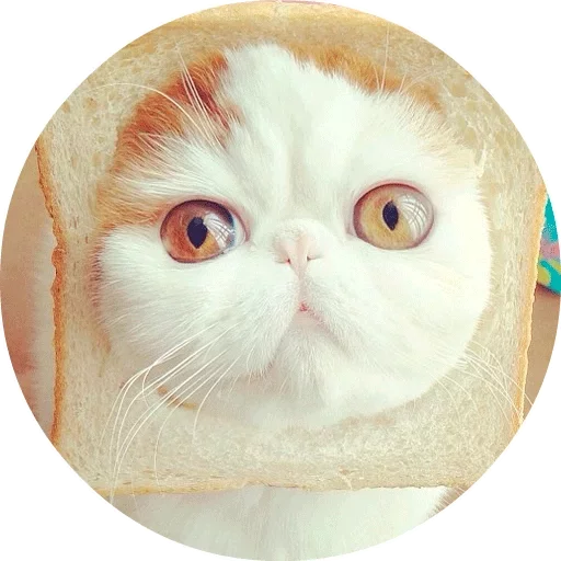🐱 Стикер «Котики и Кошечки» для Telegram
