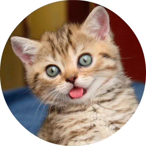 🐱 Стикер «Котики и Кошечки» для Telegram