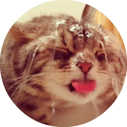 🐱 Стикер «Котики и Кошечки» для Telegram