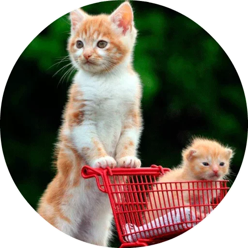 🐱 Стикер «Котики и Кошечки» для Telegram