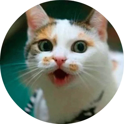 🐱 Стикер «Котики и Кошечки» для Telegram