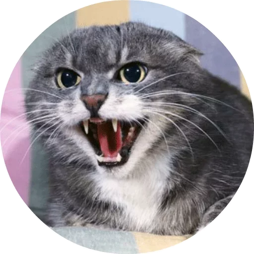 🐱 Стикер «Котики и Кошечки» для Telegram