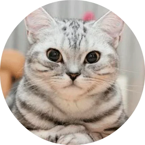 🐱 Стикер «Котики и Кошечки» для Telegram