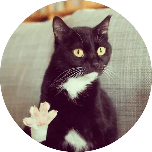 🐱 Стикер «Котики и Кошечки» для Telegram