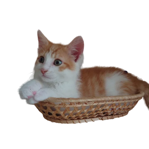 🧺 Стикер «Catonios» для Telegram