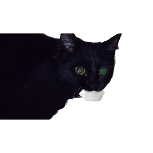 🥟 Стикер «Catonios» для Telegram