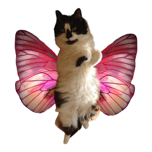 🦋 Стикер «Catonios» для Telegram
