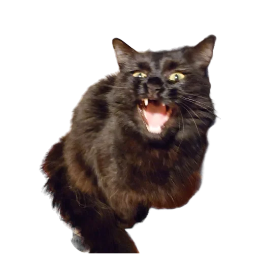 👹 Стикер «Catonios» для Telegram
