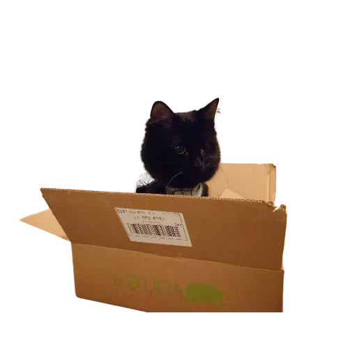 📦 Стикер «Catonios» для Telegram
