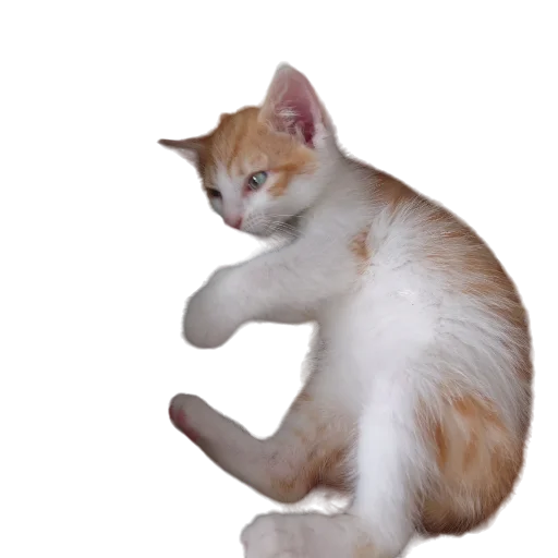 🐈 Стикер «Catonios» для Telegram