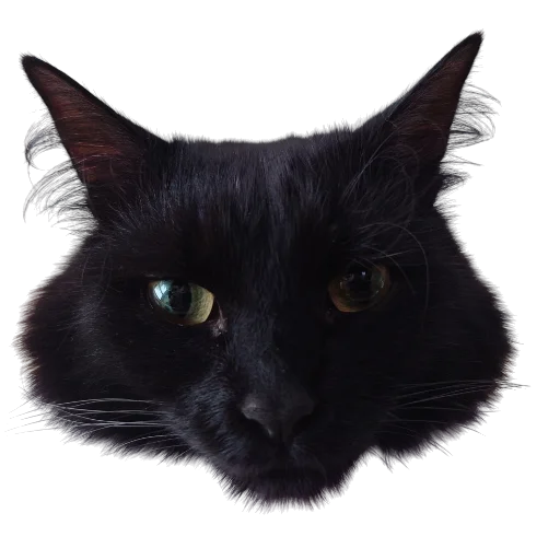 🧅 Стикер «Catonios» для Telegram