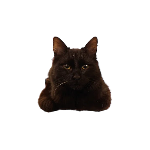 🍞 Стикер «Catonios» для Telegram