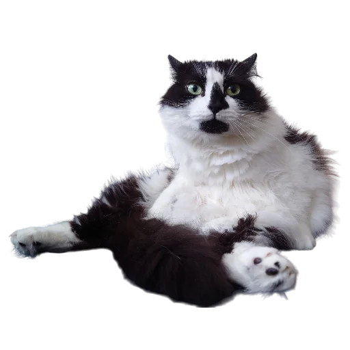 🥔 Стикер «Catonios» для Telegram