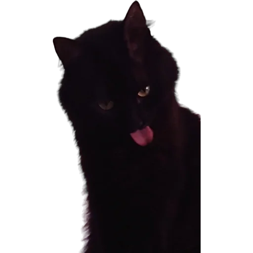 😋 Стикер «Catonios» для Telegram