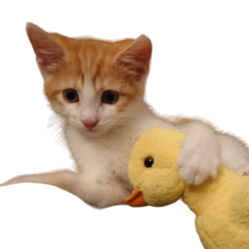 🦆 Стикер «Catonios» для Telegram