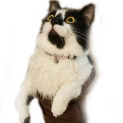 🌯 Стикер «Catonios» для Telegram