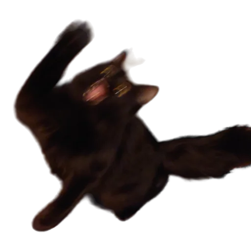 😾 Стикер «Catonios» для Telegram
