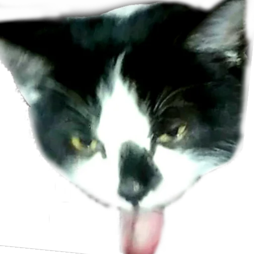 😝 Стикер «Catonios» для Telegram