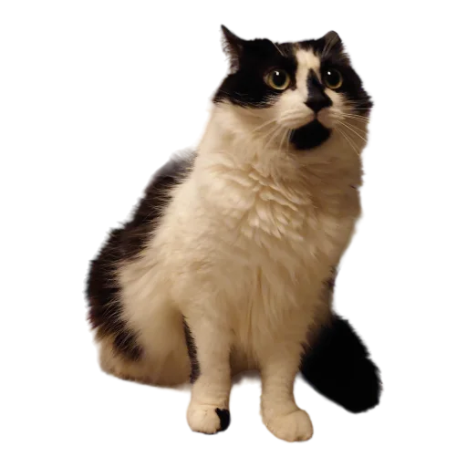 😧 Стикер «Catonios» для Telegram