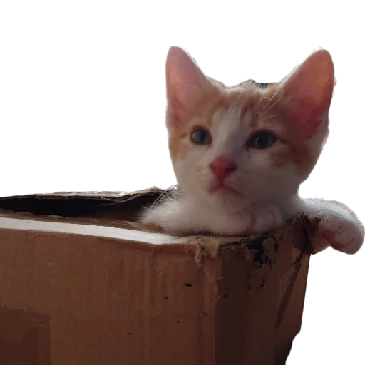 📦 Стикер «Catonios» для Telegram