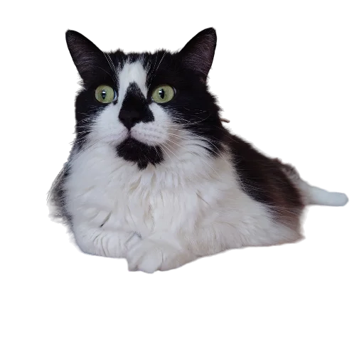 🙀 Стикер «Catonios» для Telegram