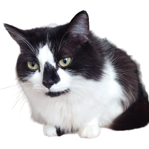 🍞 Стикер «Catonios» для Telegram