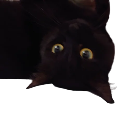 🦇 Стикер «Catonios» для Telegram