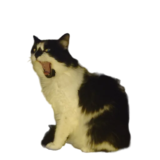 😵 Стикер «Catonios» для Telegram