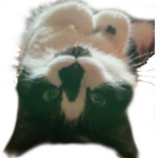🙃 Стикер «Catonios» для Telegram