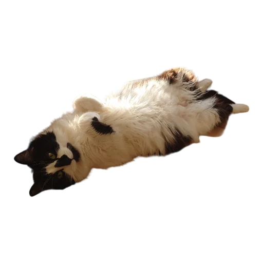 🥖 Стикер «Catonios» для Telegram