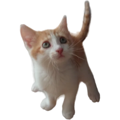 🐈 Стикер «Catonios» для Telegram
