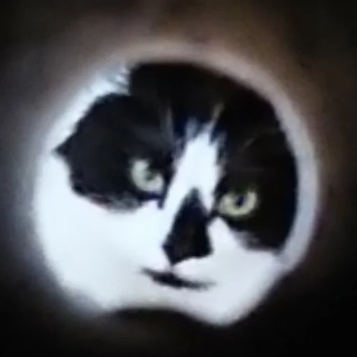 🌚 Стикер «Catonios» для Telegram