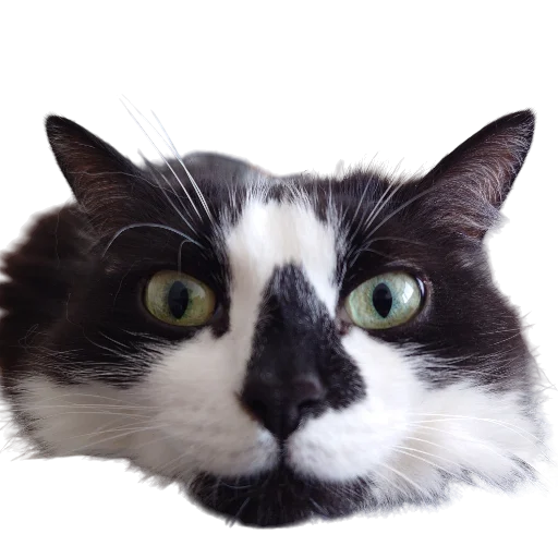 🧅 Стикер «Catonios» для Telegram