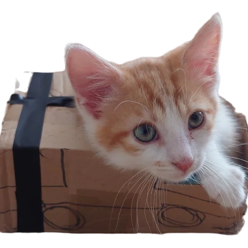 🚗 Стикер «Catonios» для Telegram