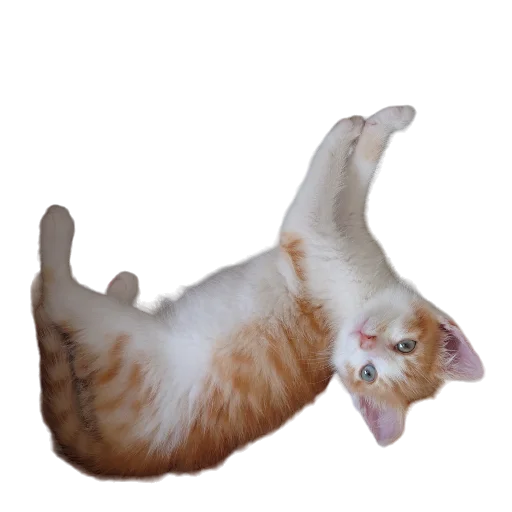 🐈 Стикер «Catonios» для Telegram