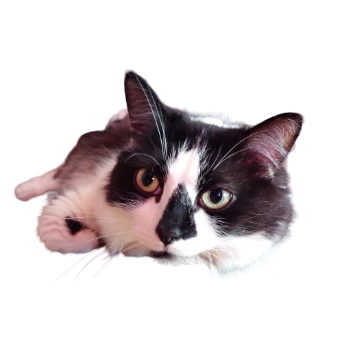 🐮 Стикер «Catonios» для Telegram