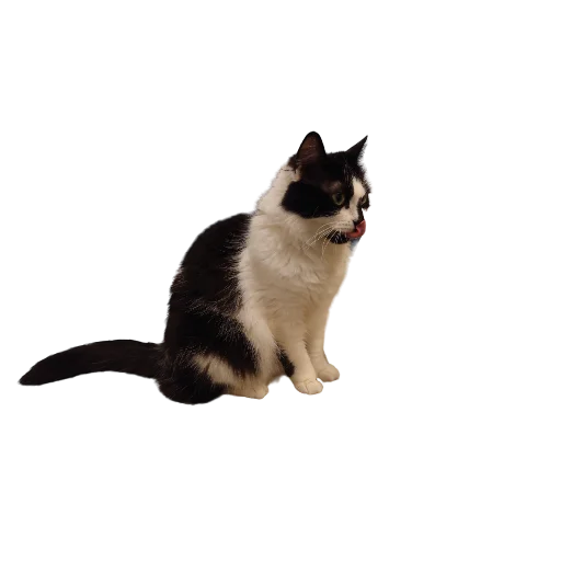 😛 Стикер «Catonios» для Telegram
