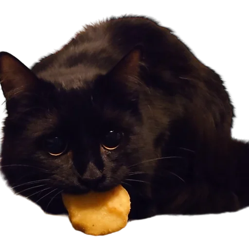 🐓 Стикер «Catonios» для Telegram