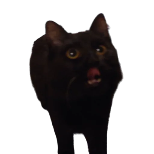 😋 Стикер «Catonios» для Telegram