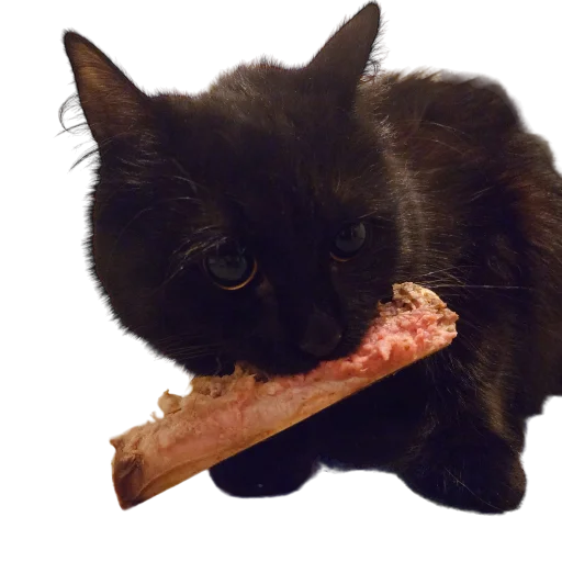 🥩 Стикер «Catonios» для Telegram