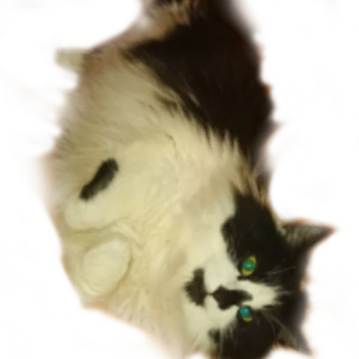 😼 Стикер «Catonios» для Telegram